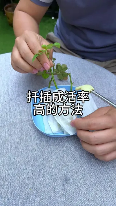 月季扦插成活率高的方法 #种植小技巧#花卉绿植