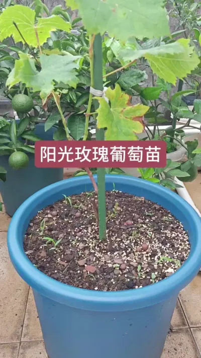 楼顶种葡萄，葡萄的种植方法，新手怎么种盆栽葡萄#葡萄种植 #葡萄种植技术 #盆栽葡萄 #葡萄苗 #葡萄养护