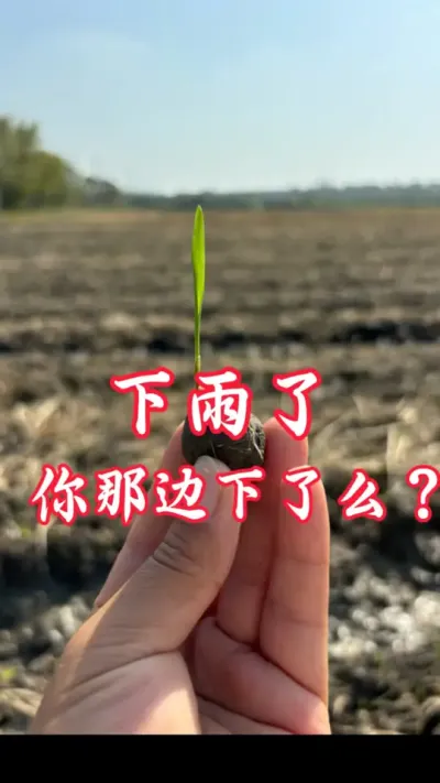 都下到雨了么#最近天气 #农民种地不容易