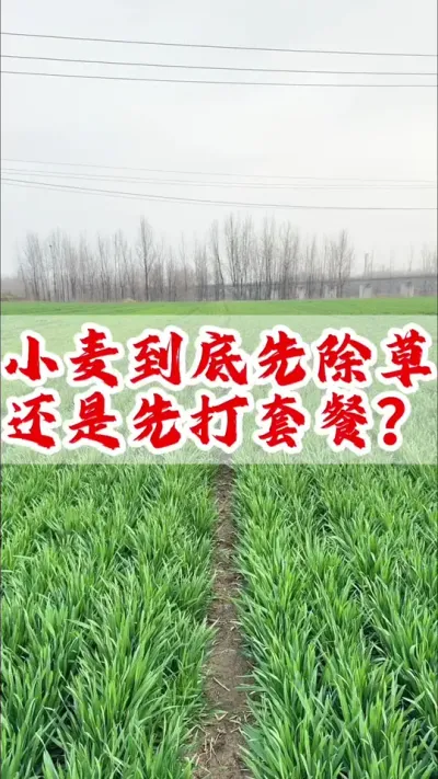 小麦已经陆续返青起身，到底先除草还是先打一喷三防增产套餐？#小麦 #小麦除草剂 #分享农业知识帮农民增产增收 #小麦高产技术 #小麦一喷三防