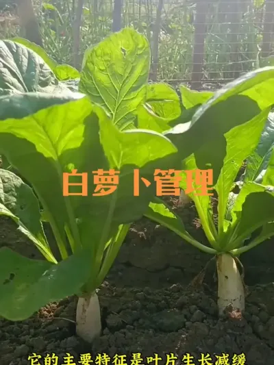 白萝卜膨大期如何管理（二四年作品）