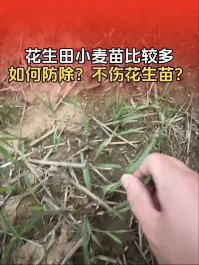 麦茬花生田里小麦苗比较多，如何安全防除？#花生种植 #花生高产 #花生高产种植 #分享农业知识帮农民增产增收 #传播农业小知识