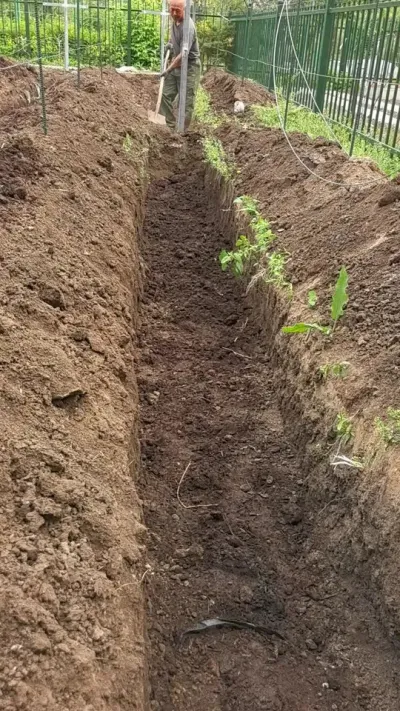 葡萄建园首先要挖定植沟！