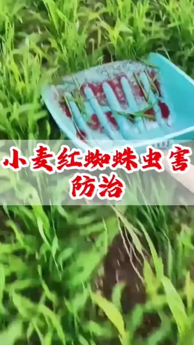 气温回升了，可以除草了。小麦田打除草剂的同时也要防治红蜘蛛#小麦 #三农 #小麦除草剂 #传播农业小知识 #抖音助农