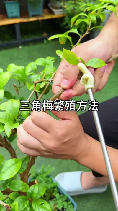 三角梅繁殖新方法 #花卉绿植 #种植小技巧 #养花