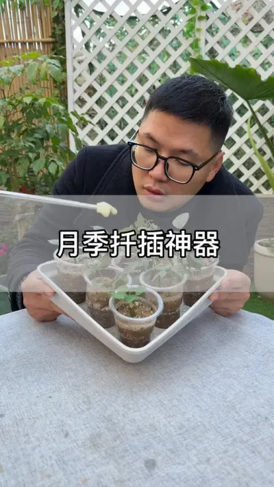 冬季扦插月季花，就用这个扦插神器#花卉绿植 #养花 #种植小技巧