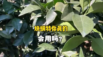 用炔螨特防治柑橘红蜘蛛，你真的会用吗？ #三农种植 #红蜘蛛 #农业技术 #柑橘种植 #果树管理 