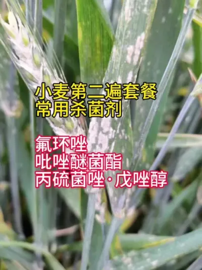 小麦增产套餐常用杀菌剂分享#小麦 #小麦高产技术 #分享农业知识帮农民增产增收  #小麦增产增收 #种子化肥农药