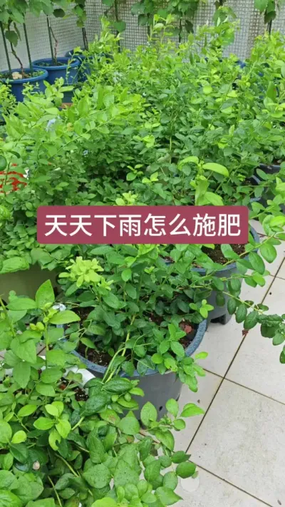 种蓝莓怎么施肥，盆栽蓝莓怎么施肥，蓝莓的施肥方法，下雨天怎么给蓝莓施肥#蓝莓施肥 #蓝莓养护 #蓝莓种植 #种蓝莓 #蓝莓种植技术