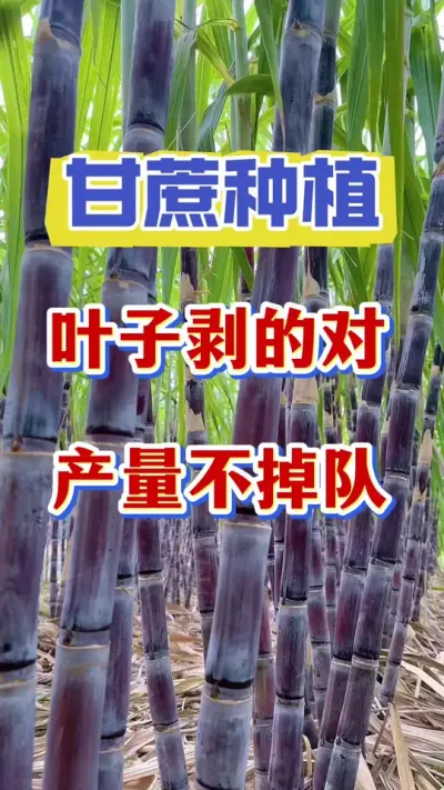甘蔗剥叶子也是一门技术活，剥好剥对产量翻倍#甘蔗种植#甘蔗施肥#甘蔗