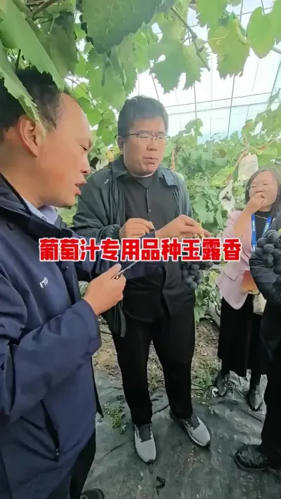 葡萄制汁专用品种玉露香