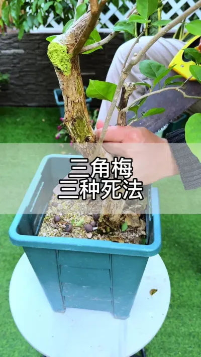 三角梅的三种死法，看看你有没有中招#花卉绿植 #养花 #种植小技巧