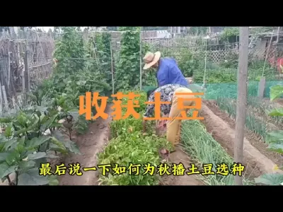 收获土豆、如何选择秋土豆种？