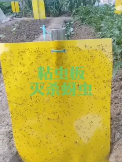 黃色粘虫板灭杀有翅蚜虫#蚜虫