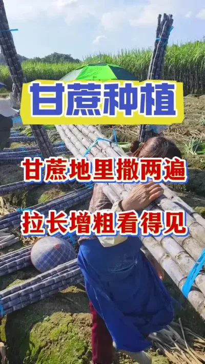 立秋甘蔗不施壮尾肥，一年产量全白费#甘蔗种植#甘蔗 #甘蔗拔节