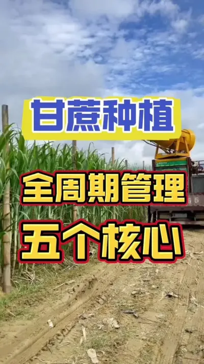 甘蔗种植，抓住这五个管理时期#甘蔗种植 #甘蔗施肥方法 #种植小技巧