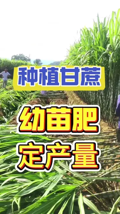 甘蔗出苗后的第一遍肥，您用对了吗#甘蔗种植 #甘蔗施肥方法 #甘蔗配方药肥