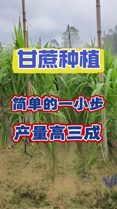 六月份甘蔗的管理决定一整年的好收成，一定要做好这关键性的一防#甘蔗种植 #甘蔗施肥方法 #甘蔗