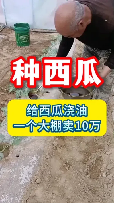 给西瓜浇油，产量高卖发了？？#西瓜种植 #大棚西瓜种植技术 #西瓜种植技术 #种西瓜 #西瓜管理