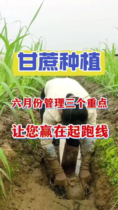 甘蔗六月份管理的三个重点，做好做三点，产量翻一翻#甘蔗种植 #甘蔗拔节 #甘蔗拉长