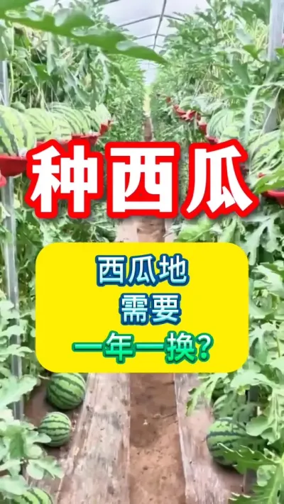 种西瓜必须一年一换地？#西瓜种植 #西瓜种植技术 #种西瓜 #西瓜管理 #大棚西瓜种植技术