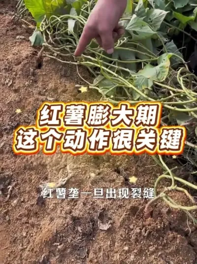 红薯膨大期，这个动作很关键#农业种植 #红薯高产 #红薯种植#红薯膨大期