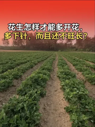 花生怎样才能多开花，多下针，而且侧枝健壮还不旺长？#农业植保知识分享 #花生高产种植 #传播农业小知识 #花生高产 #花生高产种植