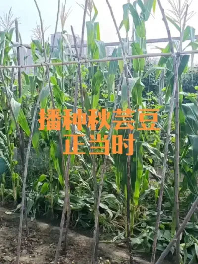 现在可以播种秋芸豆了#秋芸豆
