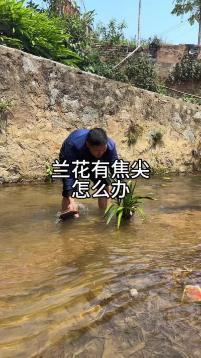 兰花长斑焦尖，怎么办#花卉绿植