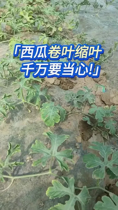 西瓜种植卷叶缩叶，这个小东西是祸首 #西瓜种植 #西瓜种植技术 #大棚西瓜 #西瓜管理 #大棚西瓜种植技术