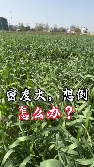 稠密旺长想倒怎么办？