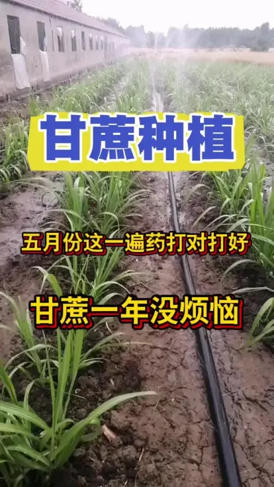 一年打药七八次，不如打好这一次，打好这一次甘蔗全年省心又省事#三农 #甘蔗施肥方法 #甘蔗管理 #甘蔗
