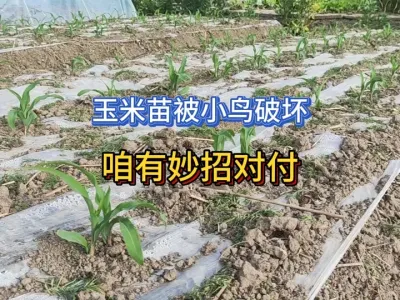 直播的春玉米被小鸟破坏很闹心，一个小动作就能让小鸟绕道 #三农 #新农人计划 #农业种植 #种植小技巧 #种玉米 