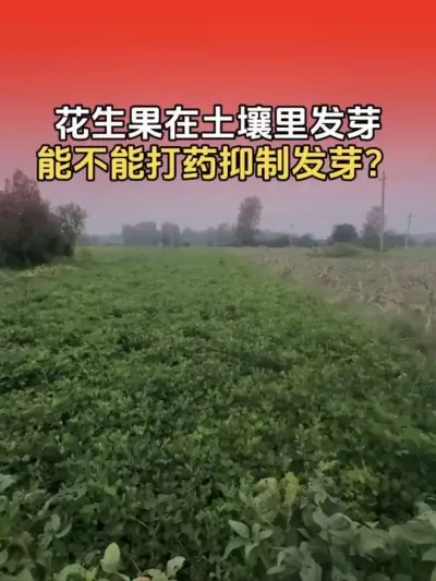 麦茬花生果在地里发芽，能不能打药剂抑制发芽？#花生种植 #花生高产 #花生高产种植 #花生种植管理技术 #分享农业知识帮农民增产增收
