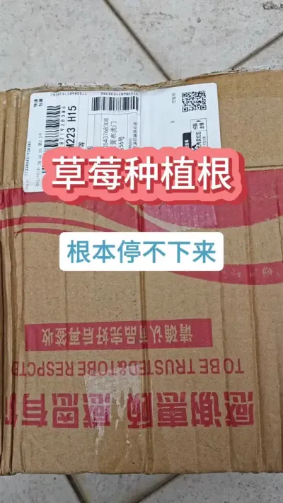 草莓的种植方法，草莓的养护过程，新手怎么种草莓 #种草莓 #草莓种植 #盆栽草莓 #草莓苗 #草莓种植方法