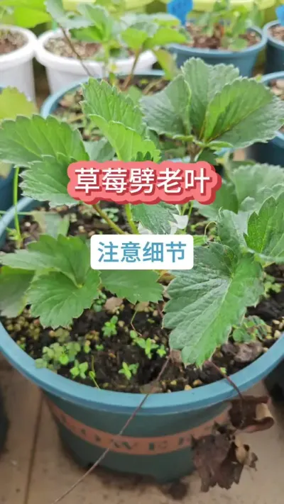 草莓怎么劈老叶，草莓的管理方法，新手怎么养草莓，草莓的养护过程#草莓苗 #盆栽草莓 #草莓种植 #种草莓 #草莓种植技术