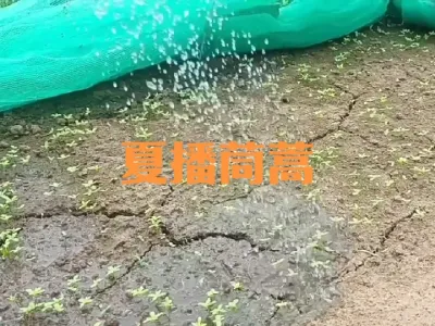 夏播茼蒿种植管理注意事项#夏季茼蒿