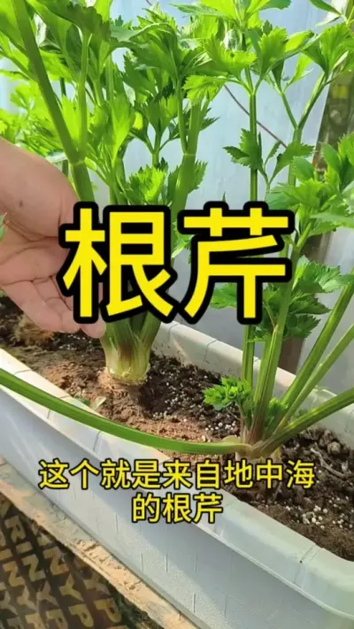 #农业种植 #阳台种植 #根芹