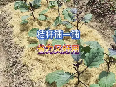 夏天地里用秸秆铺一铺可以解决很多麻烦，对瓜果蔬菜根系也非常好 #三农 #新农人计划2025 #种植小技巧 #蔬菜种植 #我的乡村生活 
