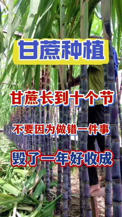 当甘蔗长到十个节左右一定不要做错这件事，谁做错谁后悔#甘蔗种植#甘蔗施肥#甘蔗