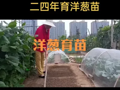 二四年育洋葱苗