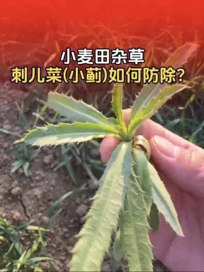 小麦田杂草刺儿菜（小蓟），使用什么药剂防除？#小麦 #小麦除草剂