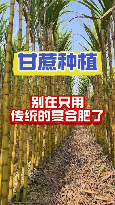 种甘蔗的，试试这个好东西#甘蔗红糖 #甘蔗施肥方法 #甘蔗
