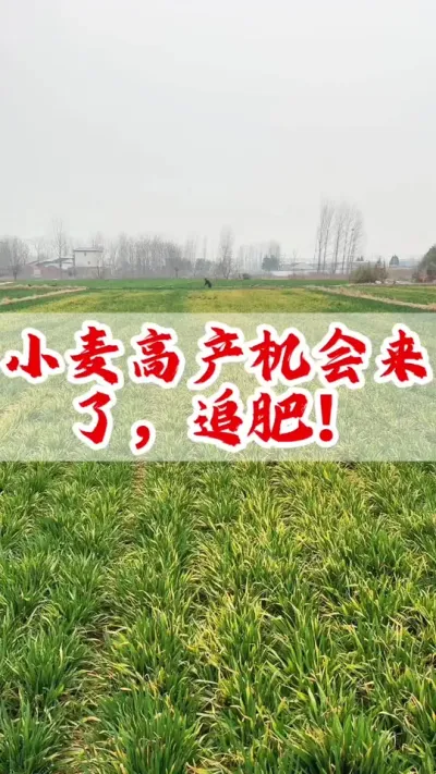 小麦 小麦高产机会来了，促进小麦弱苗转壮，追肥正当时！#小麦 #小麦高产技术 #传播农业小知识 #农民种地不容易 #抖音助农