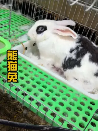#肉兔养殖 #养兔三分靠管理七分靠技术 #养兔技术 #肉兔养殖 #干货分享