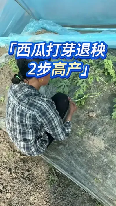 西瓜打芽退秧2步高产 #创作灵感 #西瓜管理 #西瓜种植技术 #农业种植技术 #种西瓜