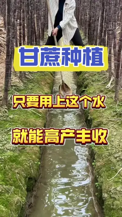 甘蔗最喜欢的水，您知道是什么吗？用上它甘蔗猛窜#甘蔗种植 #甘蔗施肥方法 #种甘蔗的正确方法