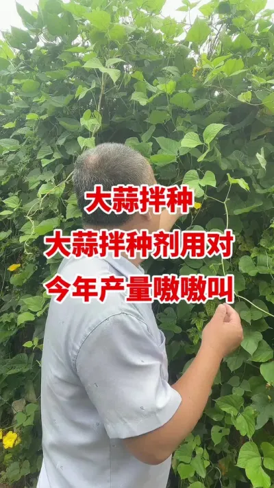 大蒜拌种大蒜用对拌种剂今年产量嗷嗷叫#大蒜种植 #大蒜拌种 #大蒜种植技术 #大蒜高产