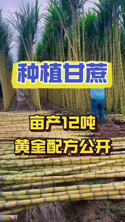 广西种植甘蔗50多年的老蔗农总结出来的甘蔗增产增收的配方#甘蔗种植 #甘蔗 #甘蔗施肥方法