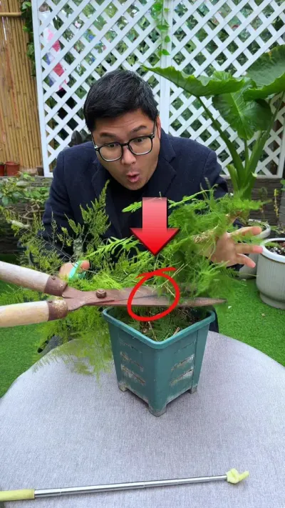 文竹养残了，你就这样修剪#花卉绿植 #养花 #种植小技巧